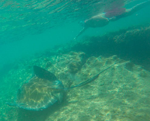 Coco Loco Guesthouse Jariel Morales swimming with Stingrays