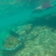 Coco Loco Guesthouse Jariel Morales swimming with Stingrays